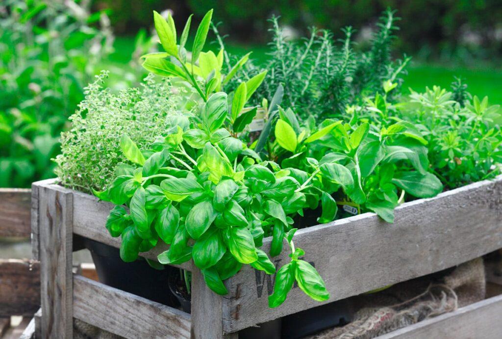 Herb Garden_inexpensive garden idea 1