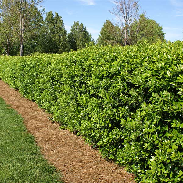 Holly_one of the best plants for fence line