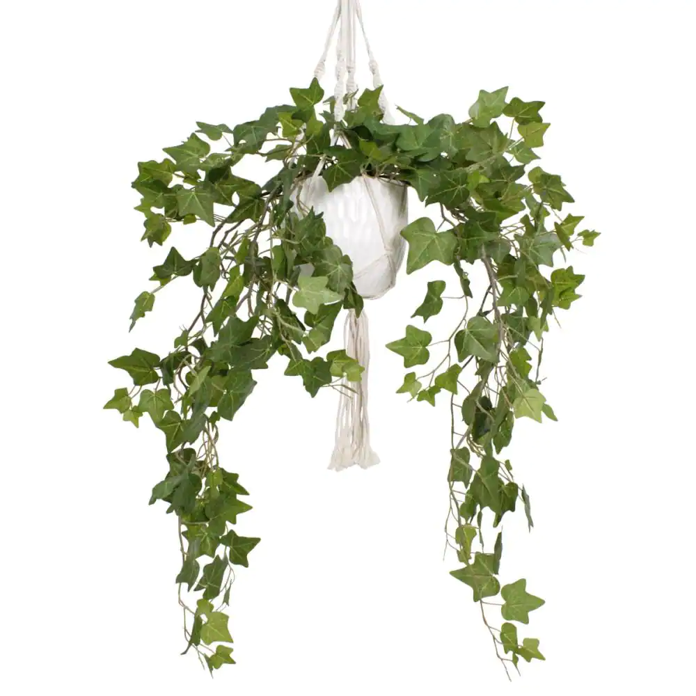 Macrame hanging English Ivy