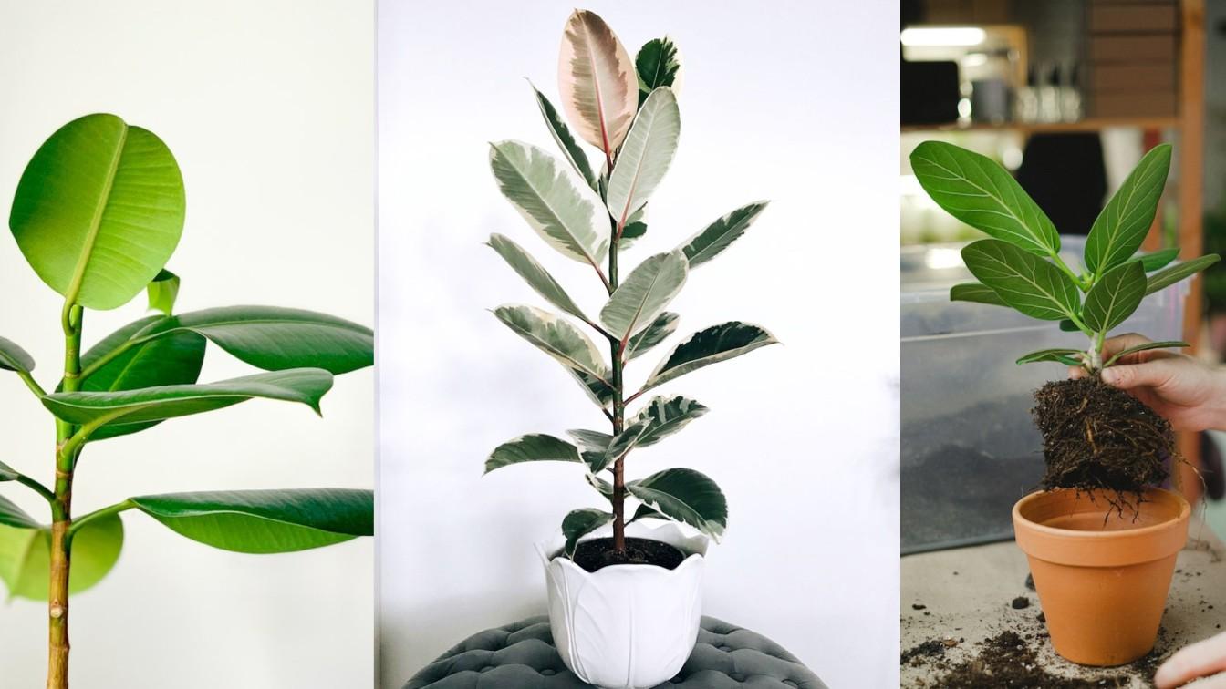 Different types of rubber plants for Indoor Plants