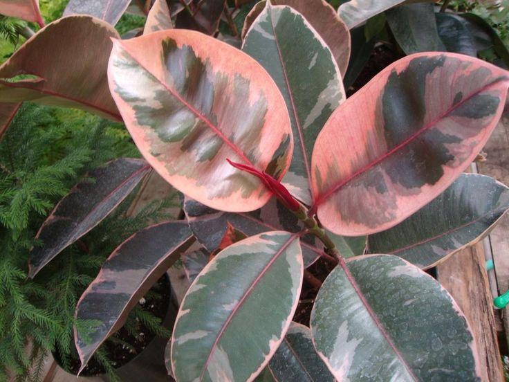 Ficus Elastica Tricolor rubber plant