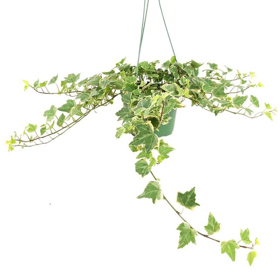 English ivy (Hedera helix)_one of indoor hanging plants low light