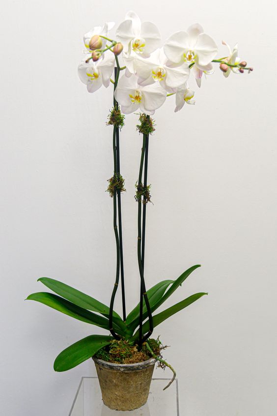 Orchids (Phalaenopsis spp.)