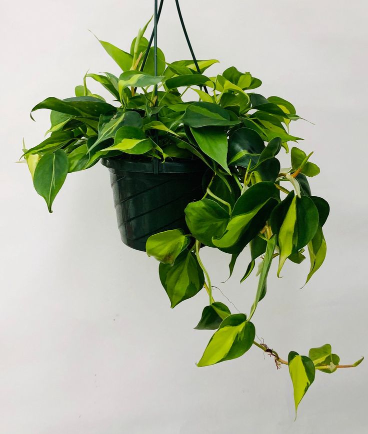 Philodendron (Philodendron spp.)